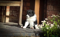 Border Collie dogs for sale: Border Collie Puppies for Sale - Image 11