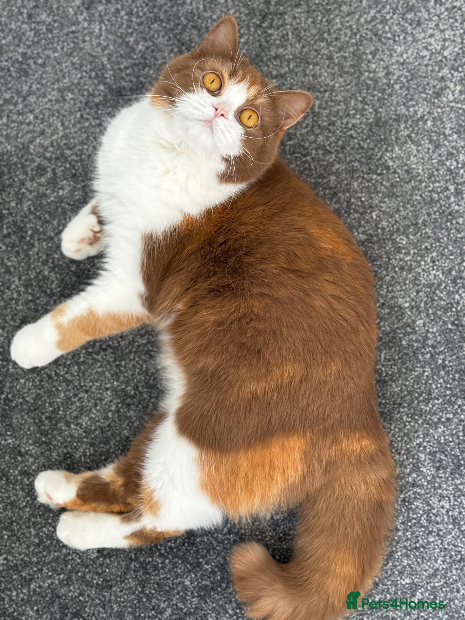 British Shorthair cats Beautiful cinnamon tortie white ticked TICA reg - Advert 14