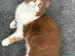 British Shorthair cats Beautiful cinnamon tortie white ticked TICA reg - Advert 14