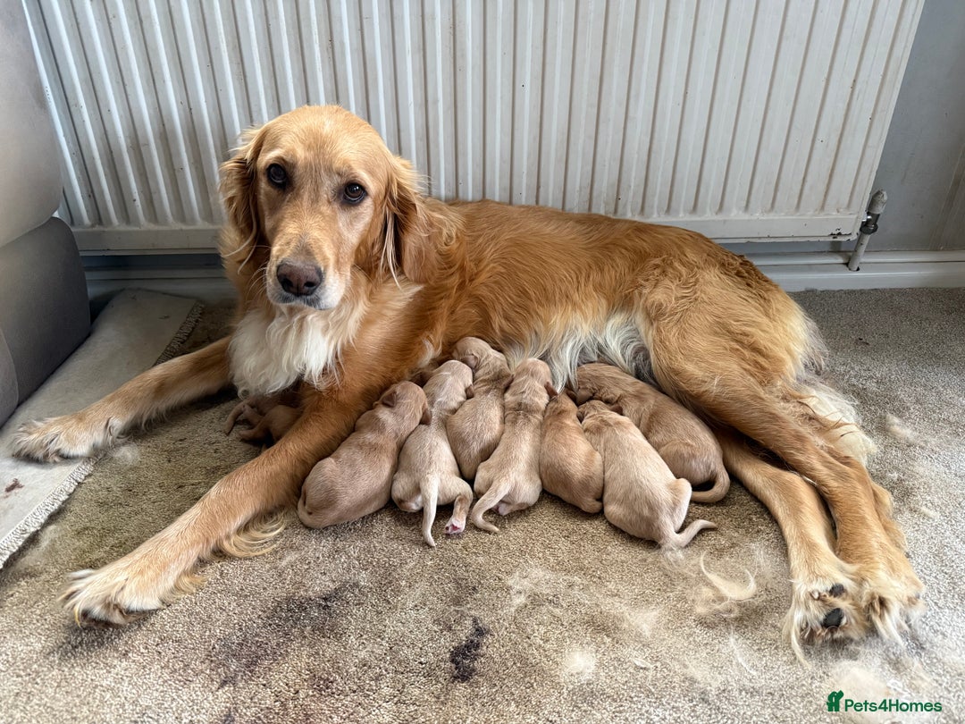 Golden Retriever dogs for sale: Stunning Top Quality Lines Golden Retriever Pups - Image 2