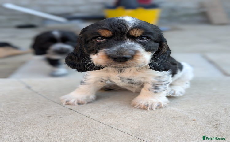 Cocker Spaniel dogs - Advert 12