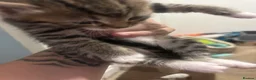 Mixed Breed cats for sale: 7 adorable kittens - Advert 6