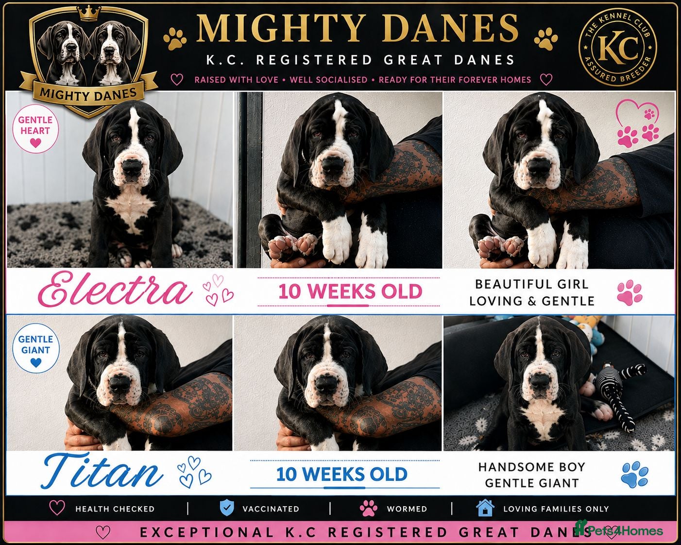 Great Dane dogs Chunky Great Dane puppies  - Advert 1