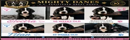 Great Dane dogs for sale: Chunky Great Dane puppies  - Advert 1