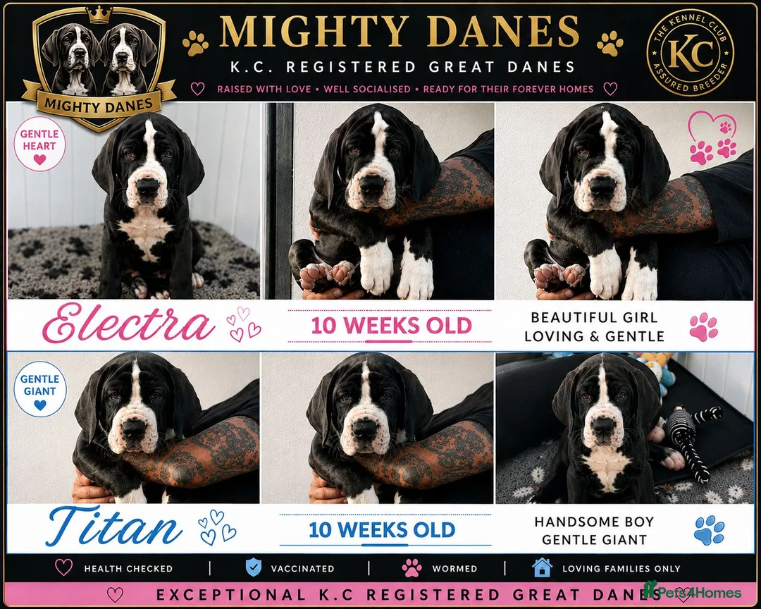 Great Dane dogs for sale: Chunky Great Dane puppies  - Advert 1