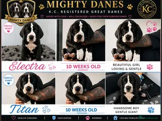 Great Dane dogs Chunky Great Dane puppies - Advert 1