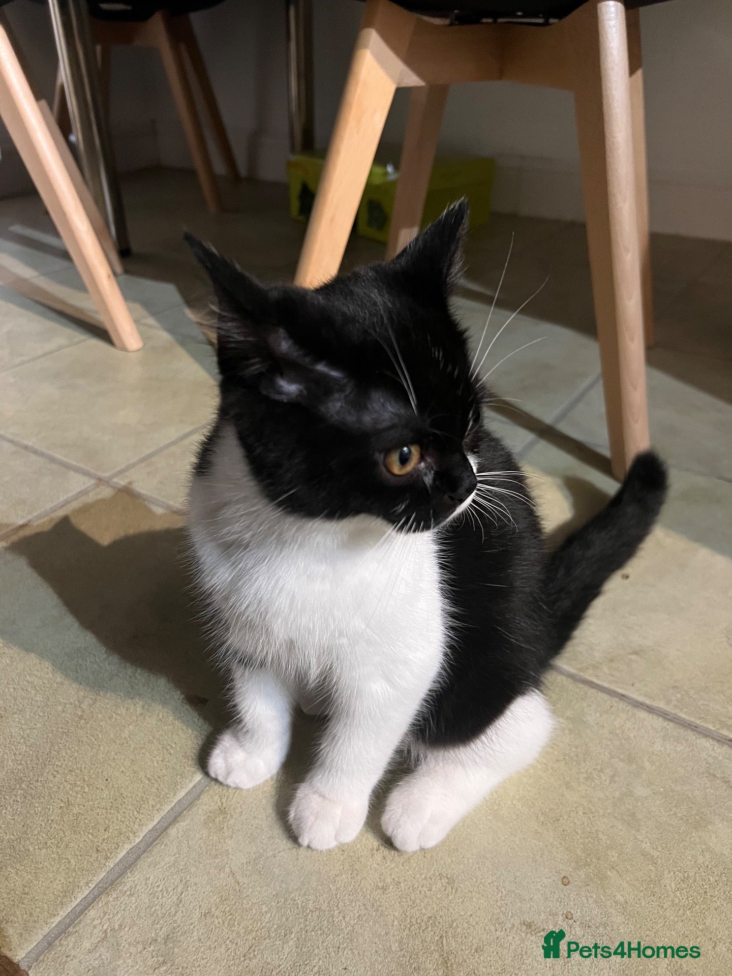 Persian cats for sale: Loving 16wks boy - Advert 2