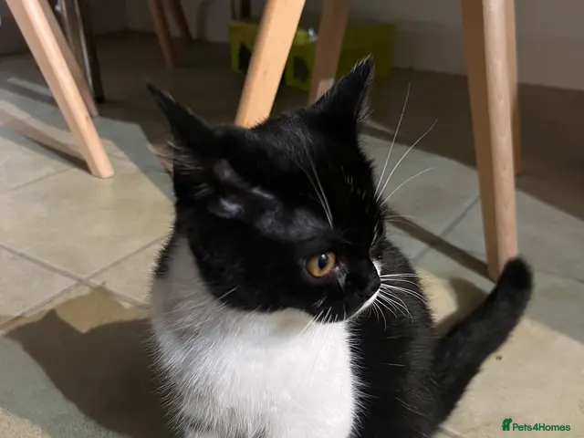 Persian cats for sale: Loving 16wks boy - Advert 11