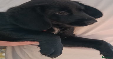 Mixed Breed dogs - Advert 7
