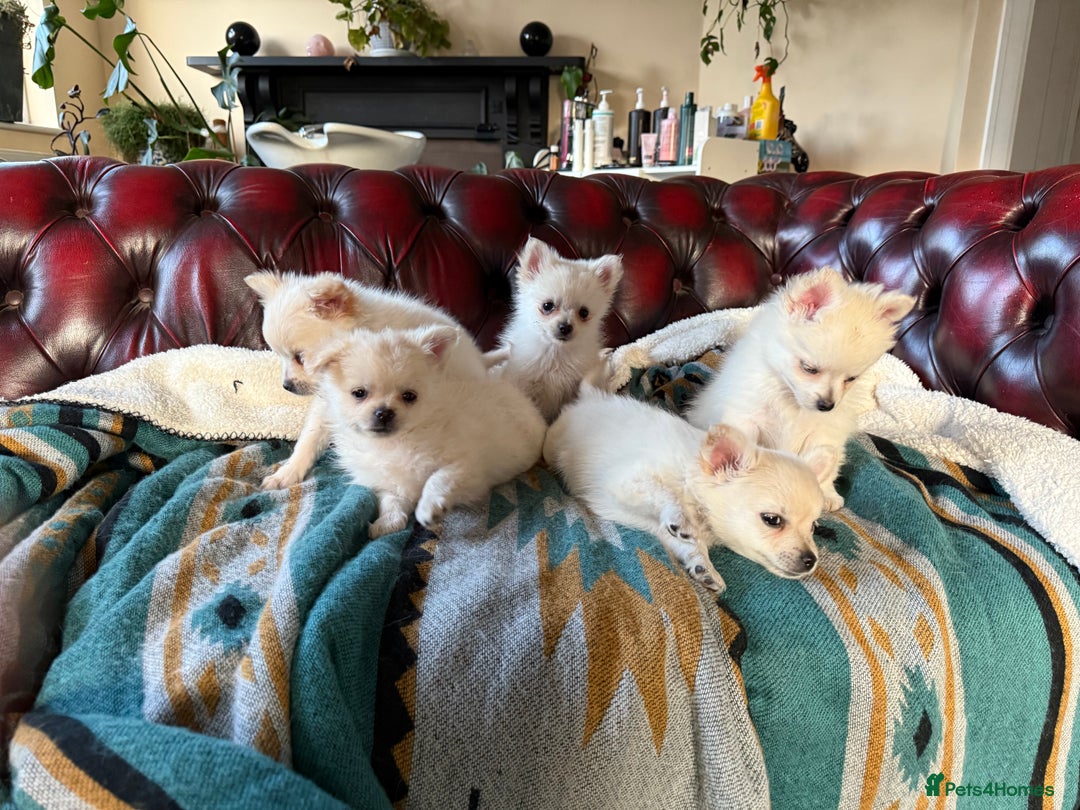 Pomchi dogs for sale: Emma Evans  - Image 3