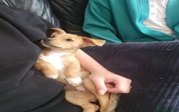 Mixed Breed dogs for sale: Meet Coco - Image 5
