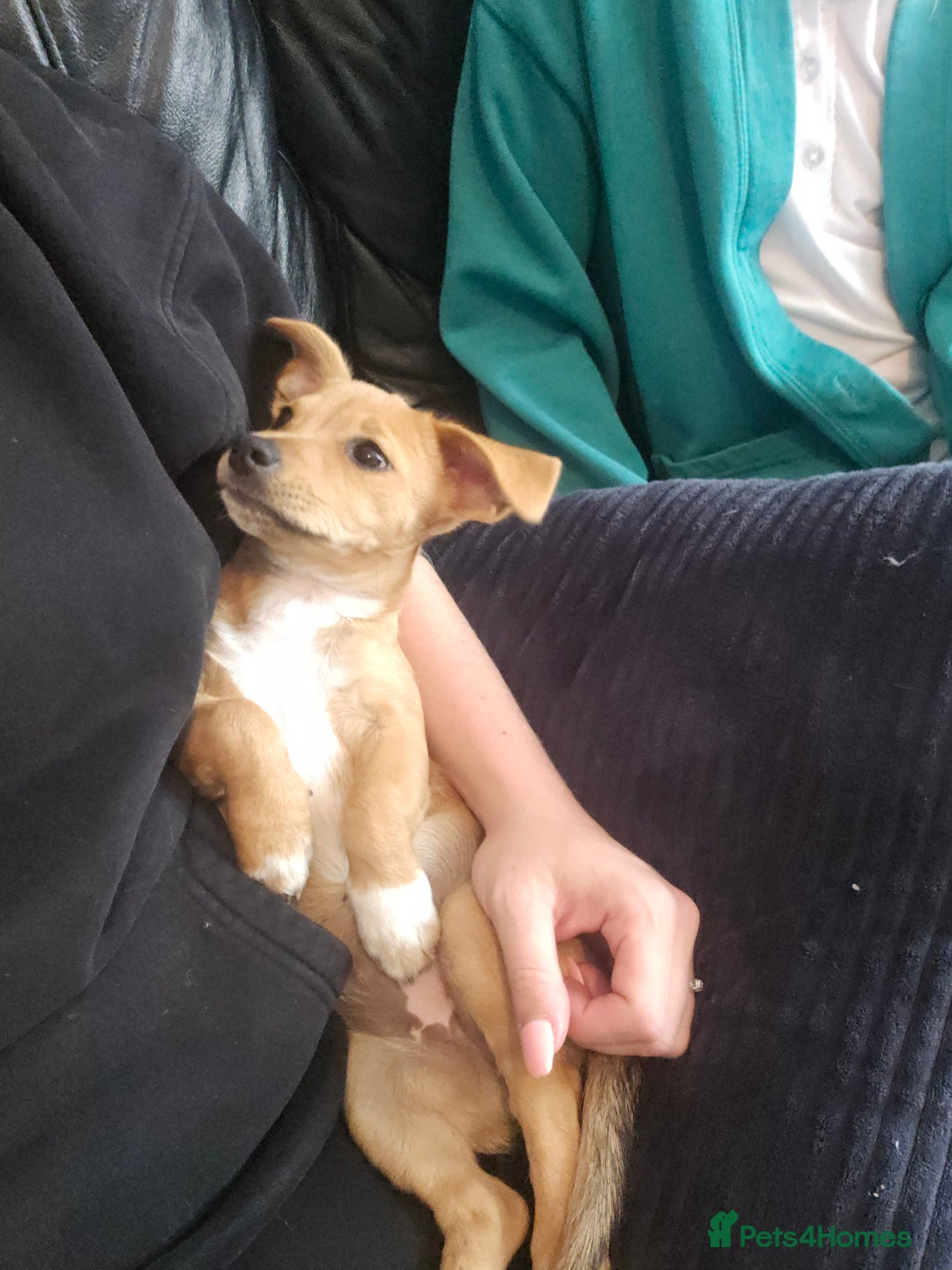 Mixed Breed dogs for sale: Meet Coco - Image 5