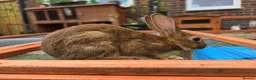Belgian Hares rabbits for sale: Male belgium hair - Advert 4