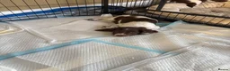 English Springer Spaniel dogs for sale: 1 working English springer spaniels - Advert 16