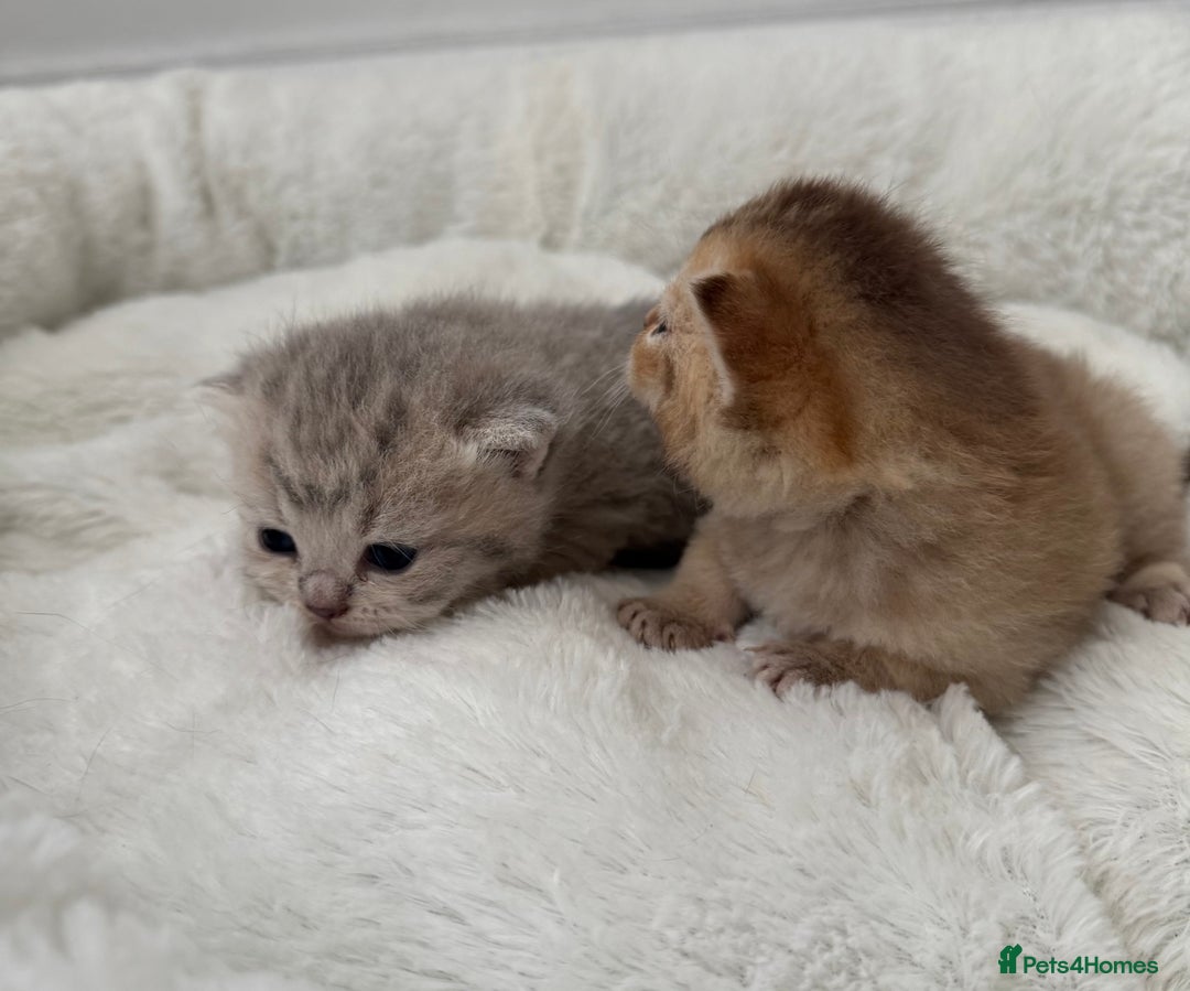 British Shorthair cats for sale: British shorthair kittens  - Image 31
