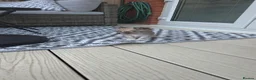 Chihuahua dogs for sale: Three Amigos - Longhaired Chihuahua Male Pups  - Advert 19