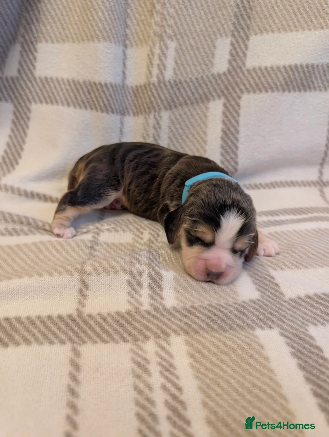 Cocker Spaniel dogs for sale: Cocker spaniel puppys! - Advert 13