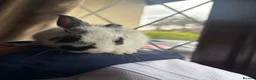 Mixed Breed rabbits for sale: Bunnies for Sale  - Advert 10