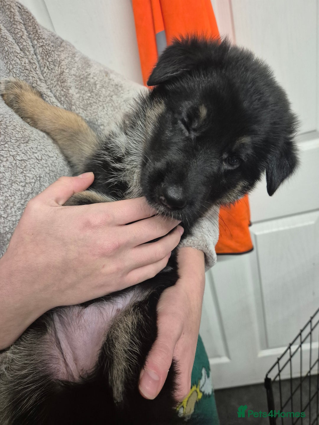 German Shepherd dogs for sale: German shepard puppies - Advert 29