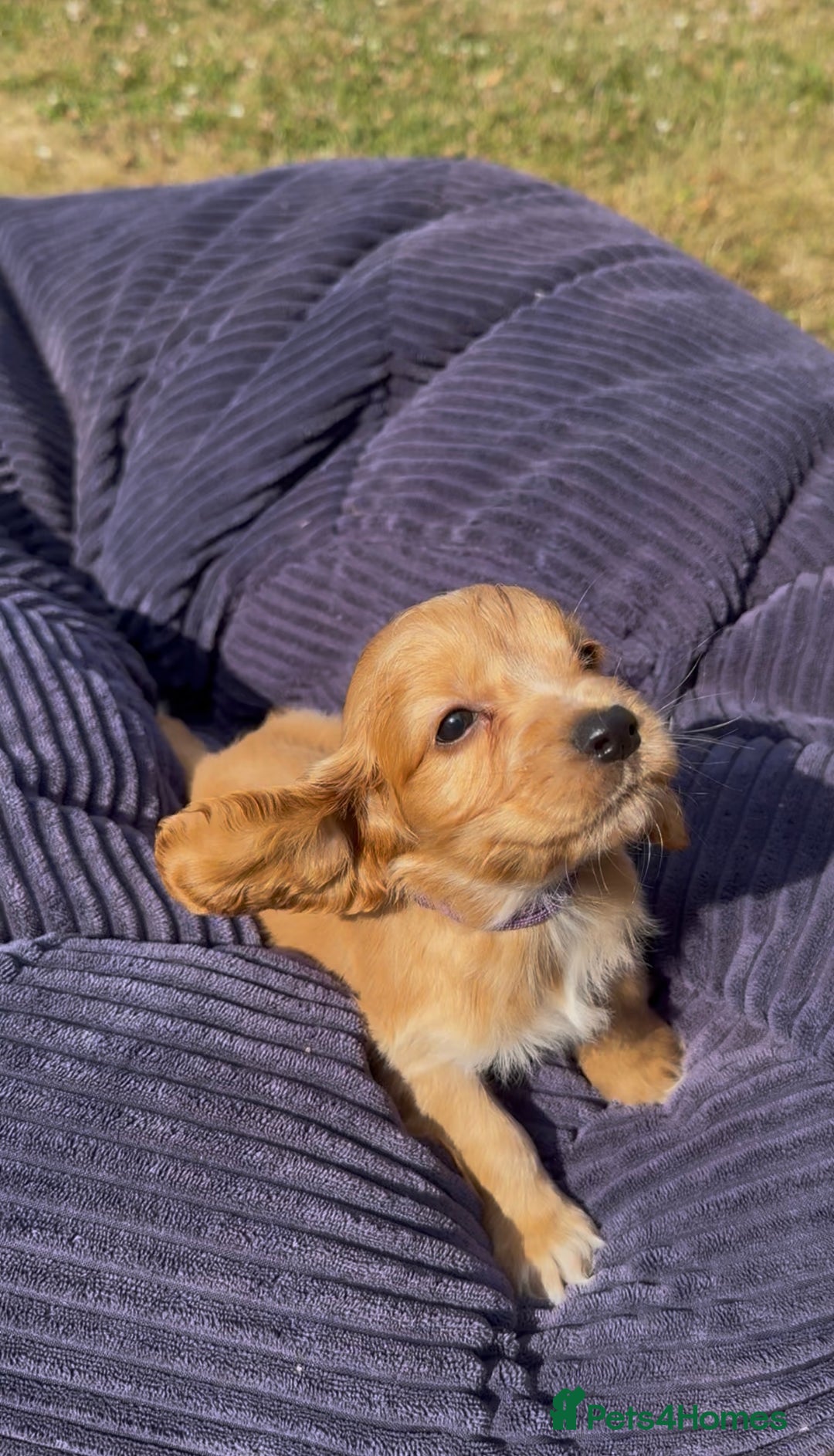 Cockapoo dogs for sale: Cockapoo puppies F1 READY TO LEAVE 🏡🥰 in Leicester - Image 5
