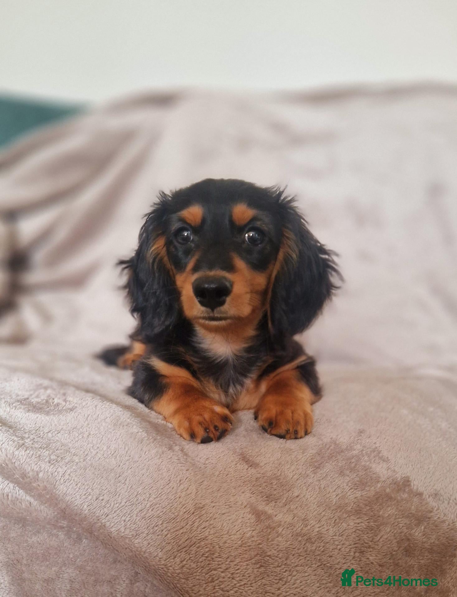 Miniature Dachshund dogs Champion Sired Mini Longhaired Dachshund - Advert 10