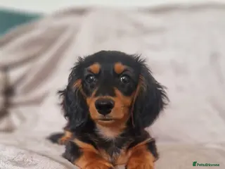 Miniature Dachshund dogs Champion Sired Mini Longhaired Dachshund - Advert 10