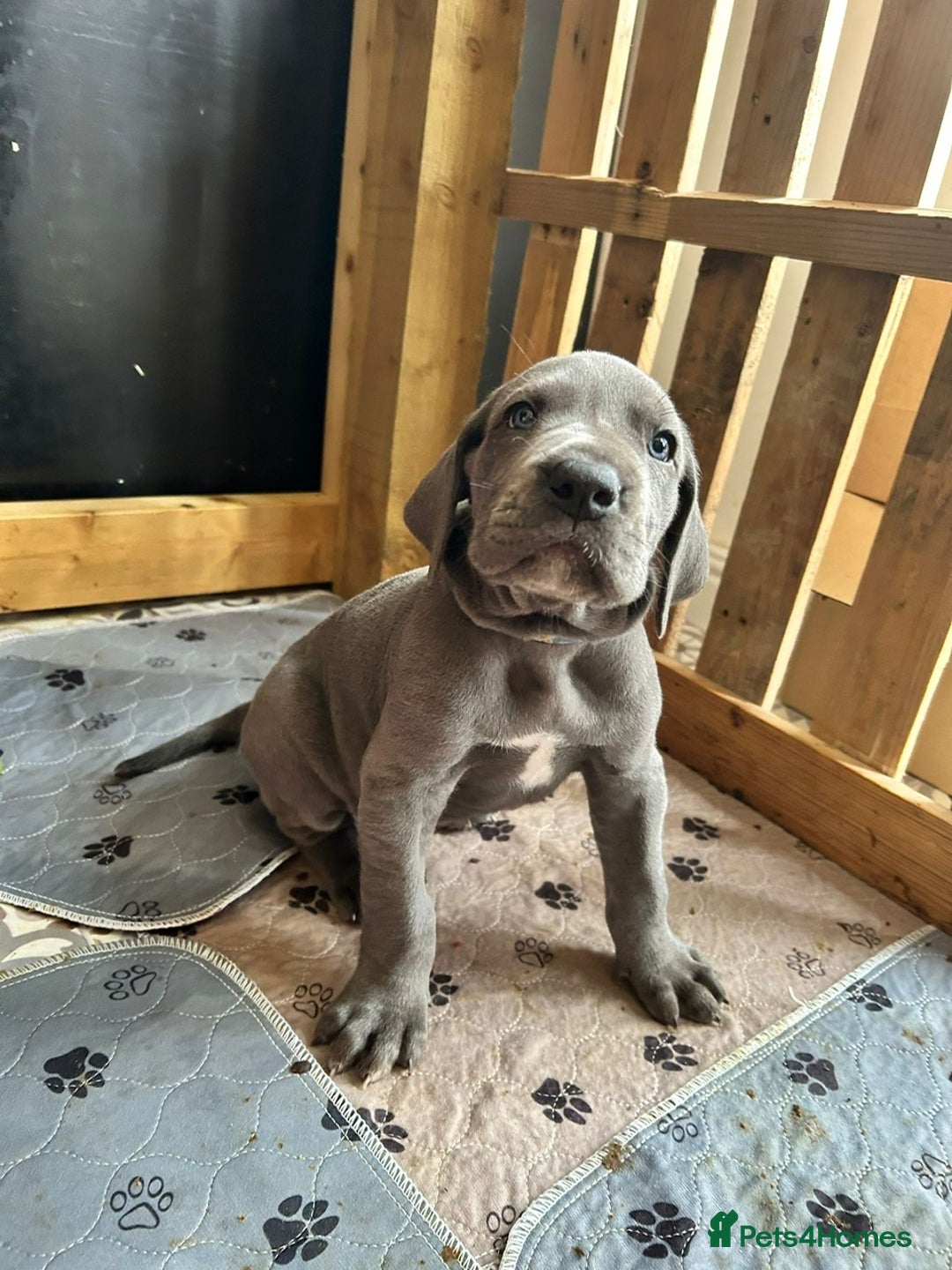 Great Dane dogs for sale: KC registered Great Danes  blues & black - Image 25
