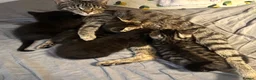 Mixed Breed cats for sale: Sweet baby Kitts - Advert 3