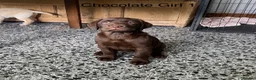 Labrador Retriever dogs for sale: Chunky Labrador Puppies - Advert 7