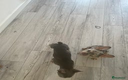 French Bulldog dogs for sale: Kc registered 12 week old French. Bulldogs  - Image 7
