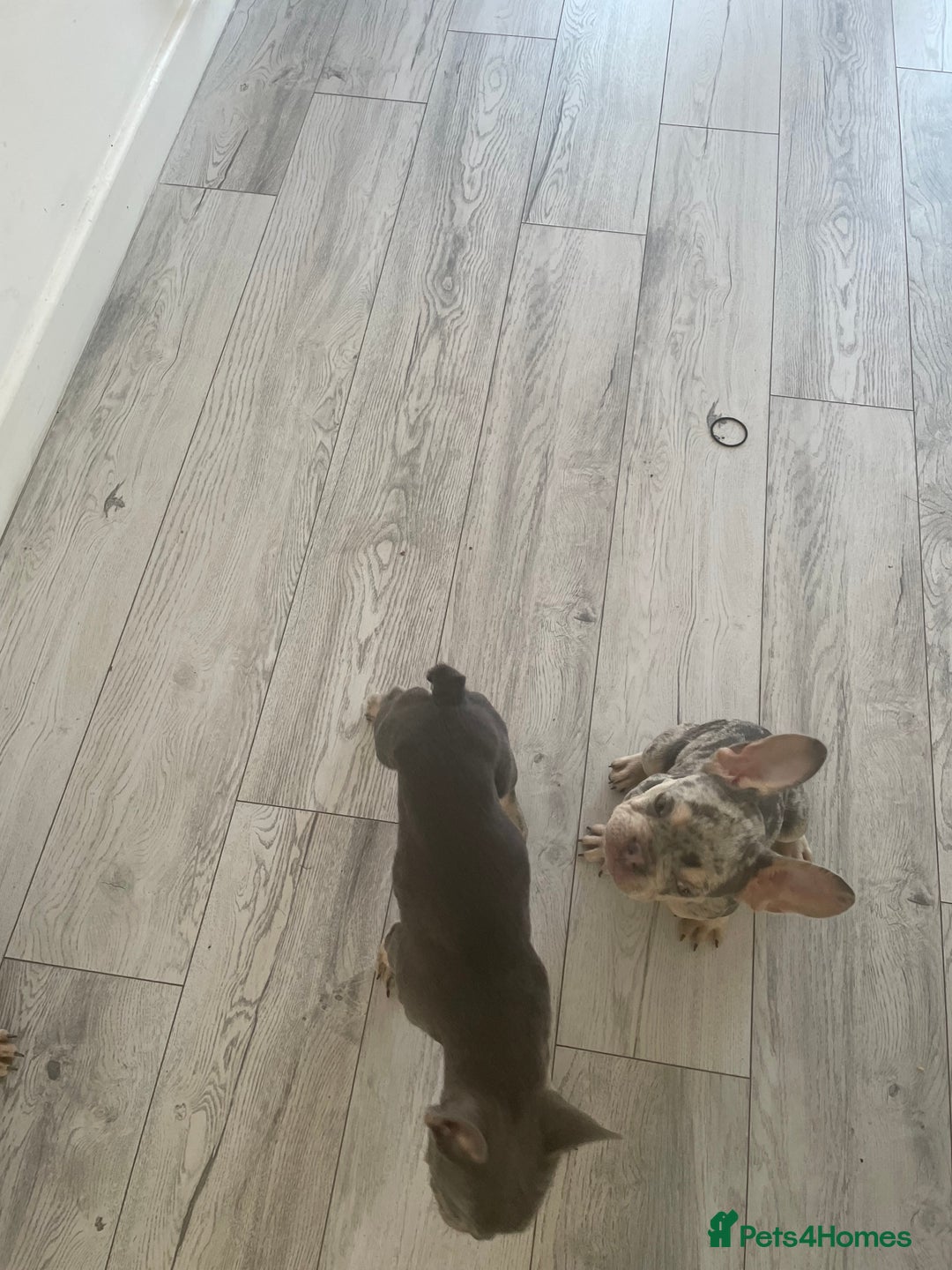 French Bulldog dogs for sale: Kc registered 12 week old French. Bulldogs  - Image 7
