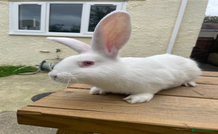 Continental Giant rabbits - Advert 1