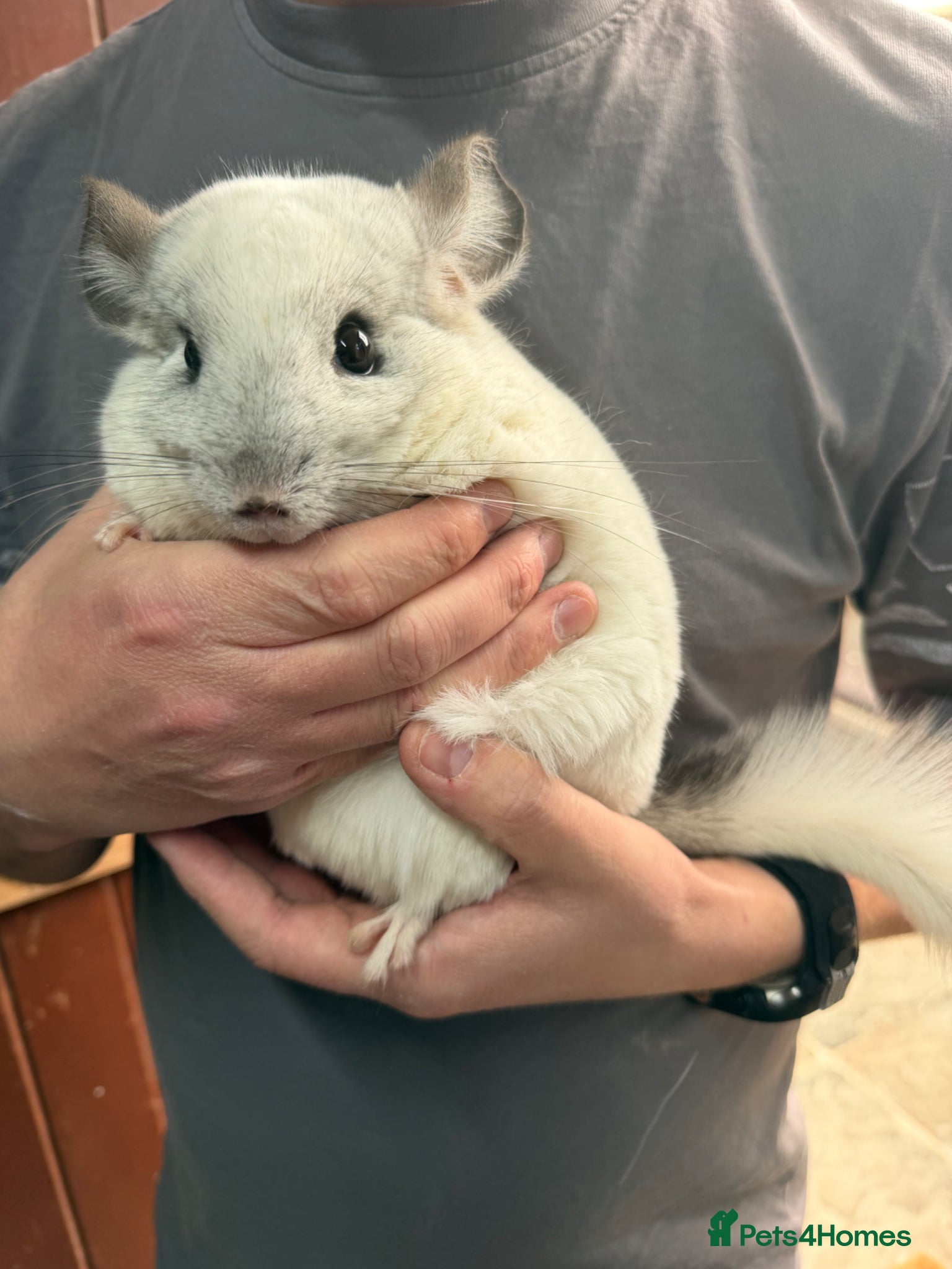 Chinchilla rodents Chinchilla Kits For Sale  - Advert 1
