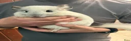Chinchilla rodents for sale: Chinchilla Kits For Sale  - Advert 1