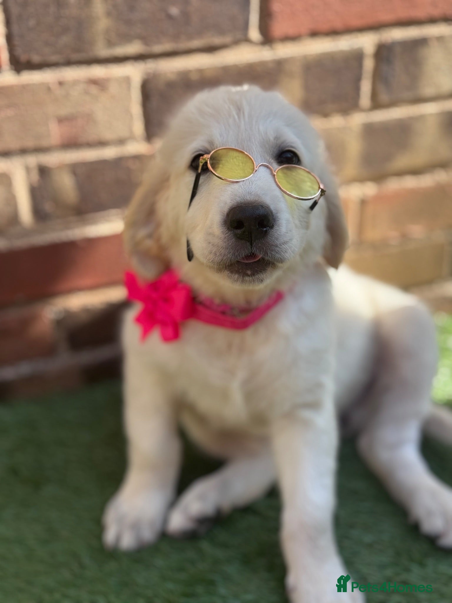 Golden Retriever dogs ❤️❤️❤️Beautiful KC Golden Retriever puppies❤️❤️❤️ - Advert 10
