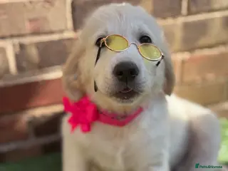 Golden Retriever dogs ❤️❤️❤️Beautiful KC Golden Retriever puppies❤️❤️❤️ - Advert 10