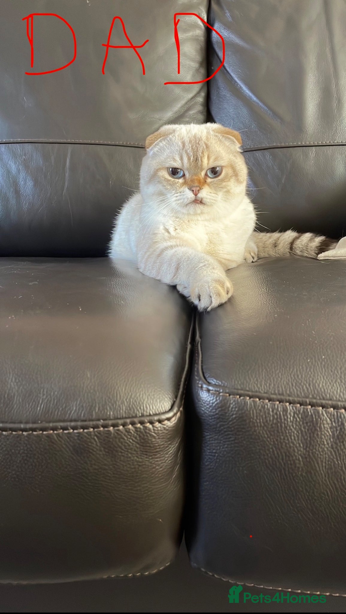 Scottish Fold cats Adorable Scottish Straight Kittens  - Advert 2