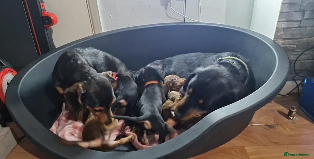 Mixed Breed dogs for sale: Last girl remaining  - Advert 6