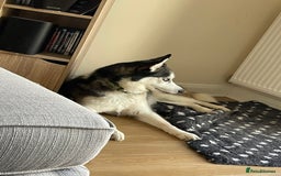 Siberian Husky dogs for sale: Beautiful, Loving Female Husky - Image 7