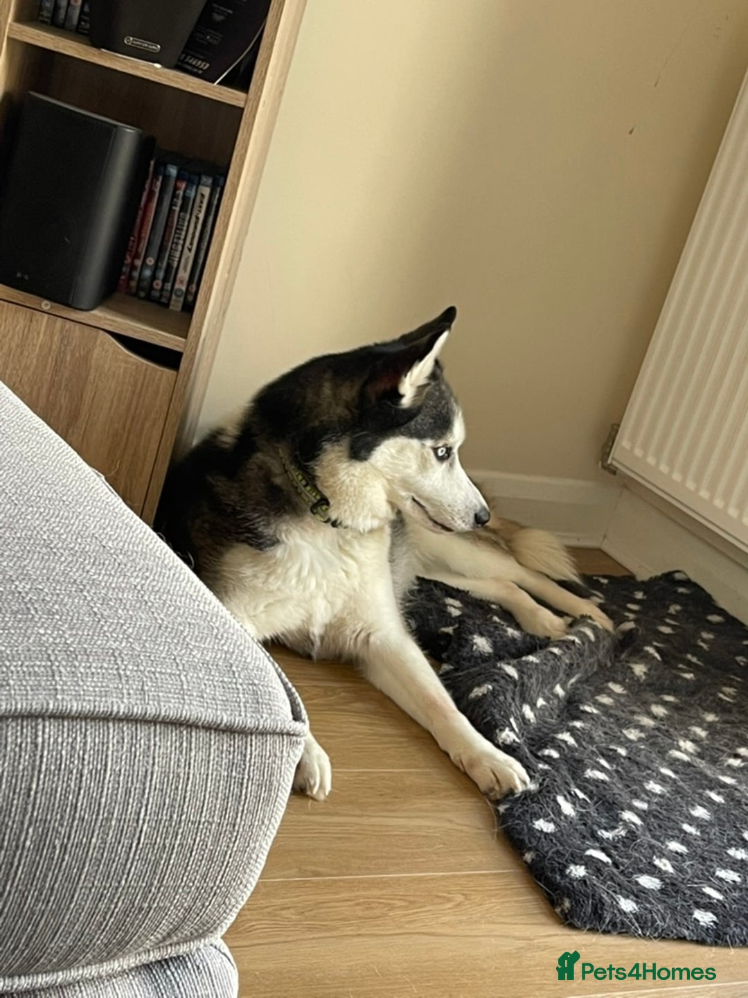 Siberian Husky dogs for sale: Beautiful, Loving Female Husky - Image 7