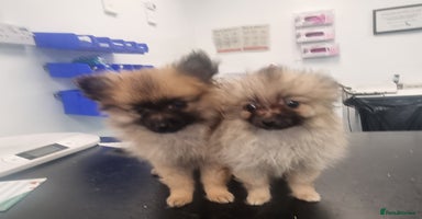 Pomeranian dogs - Advert 5
