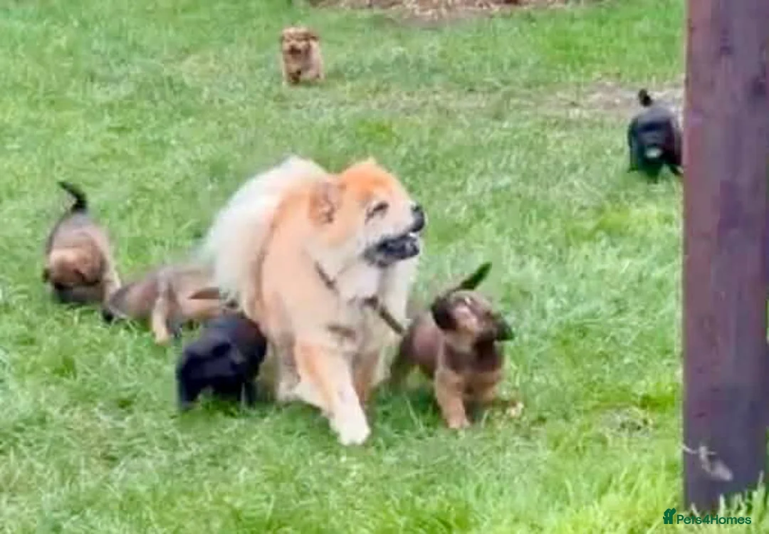 Mixed Breed dogs for sale: Gorgeous chow chow x cocker pups  - Advert 20