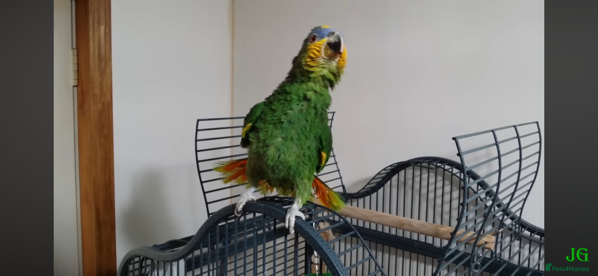 Parrots birds Amazon blue fronted parrot  - Advert 2