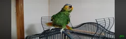 Parrots birds for sale: Amazon blue fronted parrot  - Advert 2