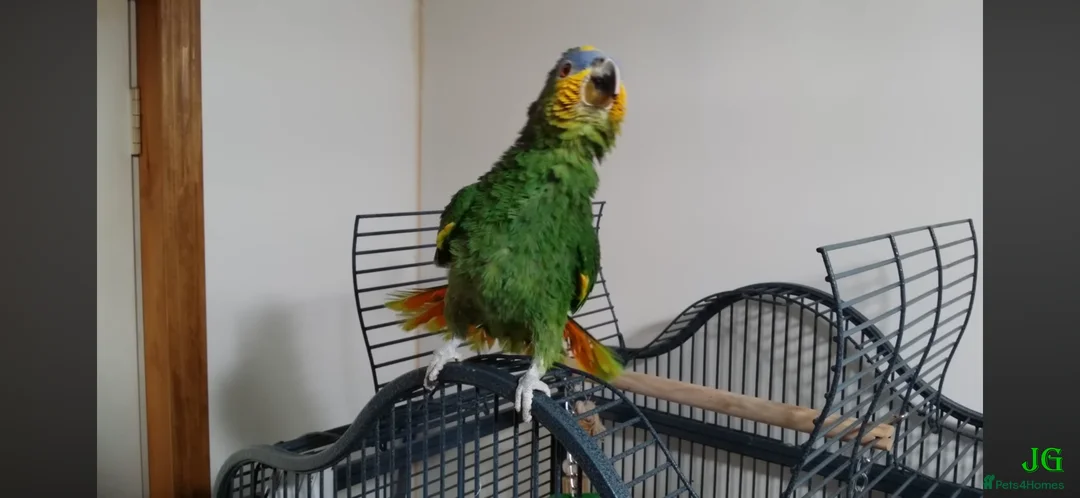 Parrots birds for sale: Amazon blue fronted parrot  - Advert 2