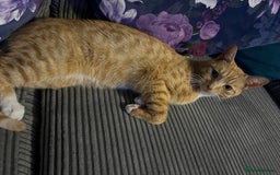 Mixed Breed cats for sale: Male ginger cat  - Image 25
