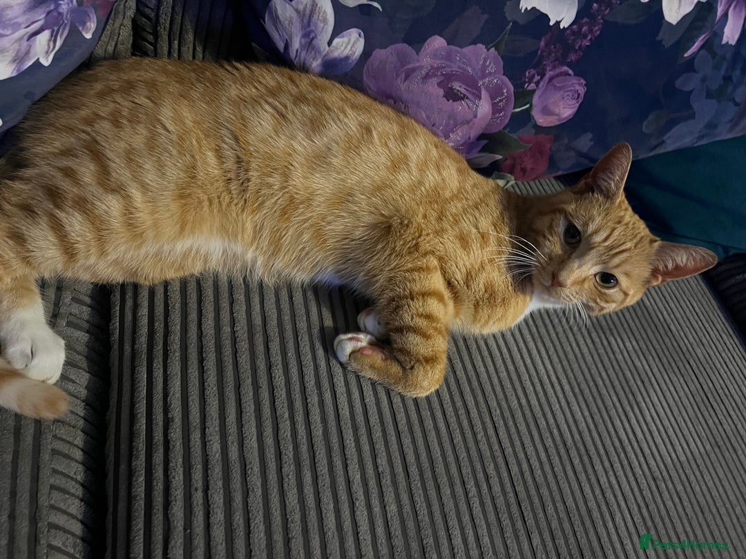 Mixed Breed cats for sale: Male ginger cat  - Image 25