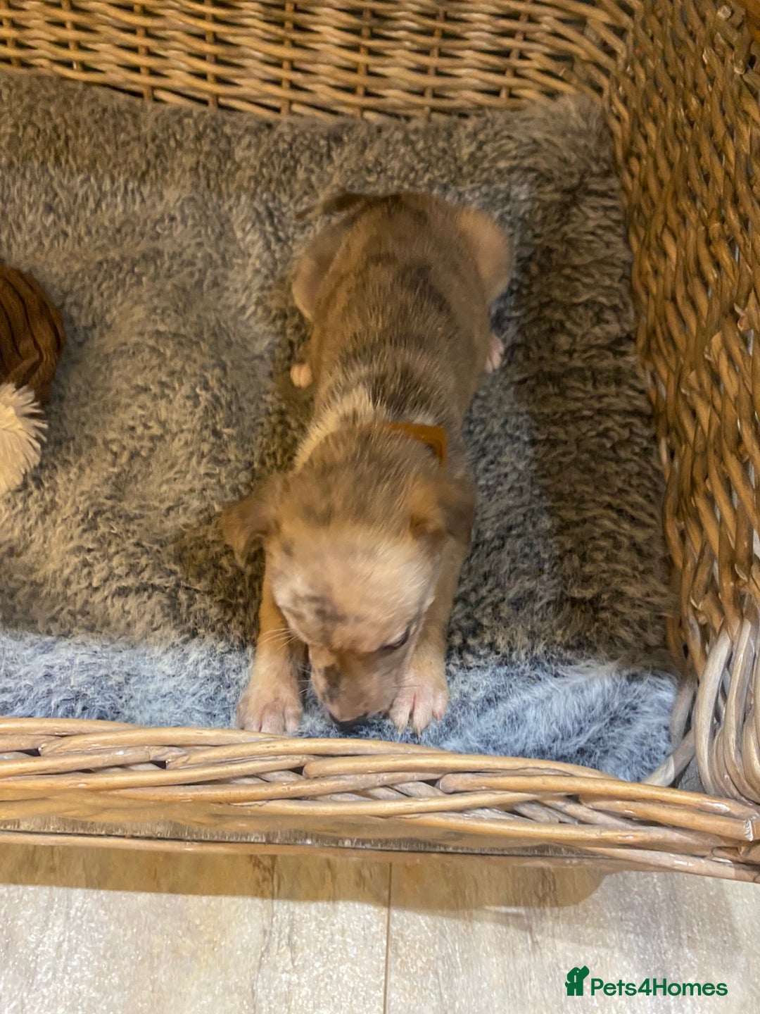 Mixed Breed dogs for sale: Beautiful merle whippet x collie puppies  - Advert 9