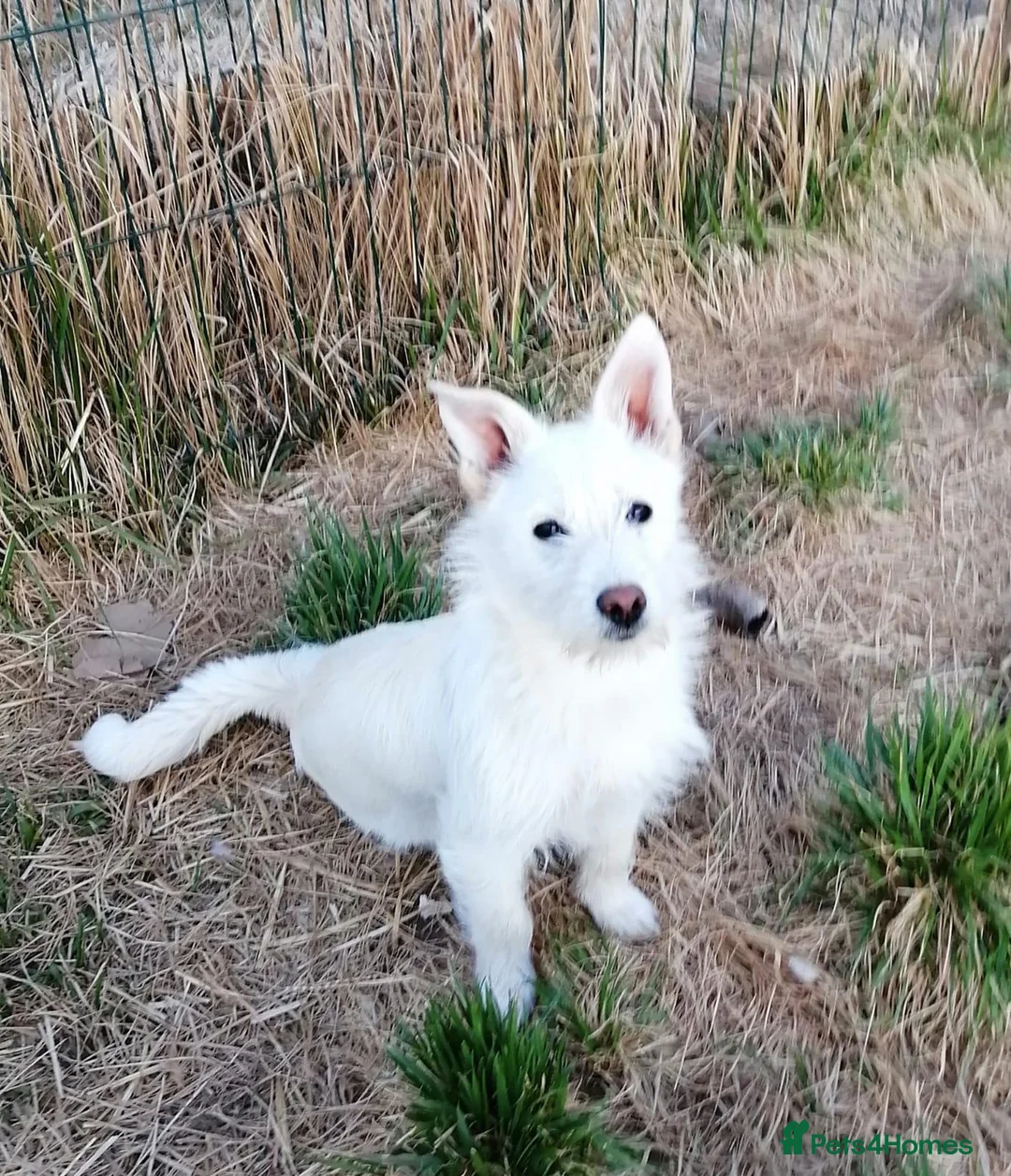 Mixed Breed dogs for adoption: ❤️SNOWY❤️– SMALL, SWEET & SOCIAL GIRL - Advert 2