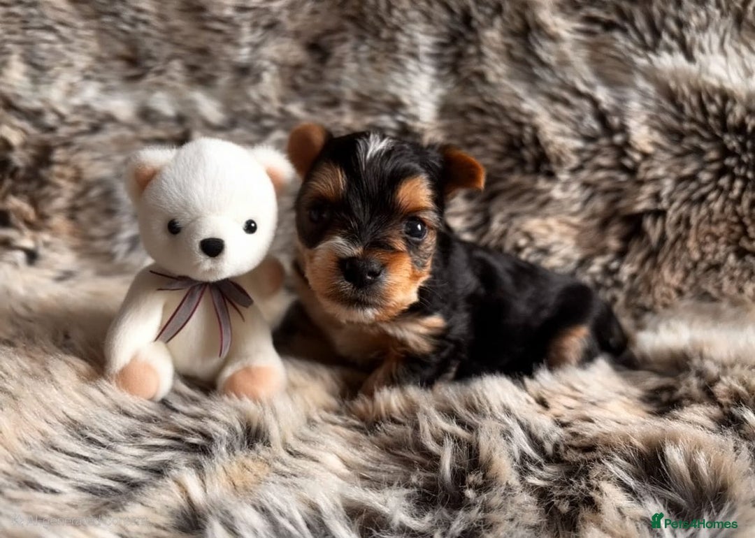 Yorkshire Terrier dogs for sale: Miniature pedigree Yorkshire Terrier  - Image 8